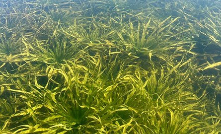 Water Soldier under water